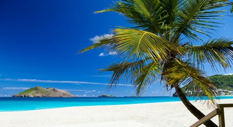 beach with a palm tree in St.Barths, French West Indies