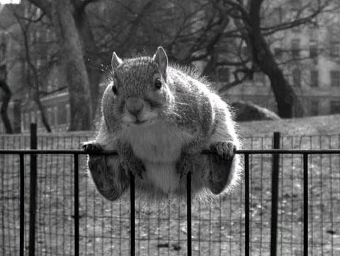 sitting-on-the-fence